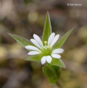 صورة Stellaria nitens Nutt.