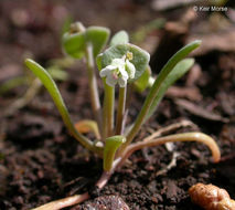 Image of serpentine springbeauty