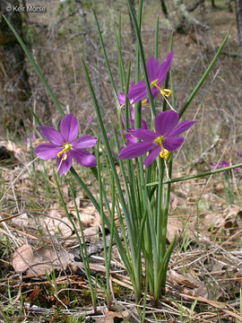 Olsynium douglasii var. inflatum (Suksd.) Cholewa & Douglass M. Hend. resmi