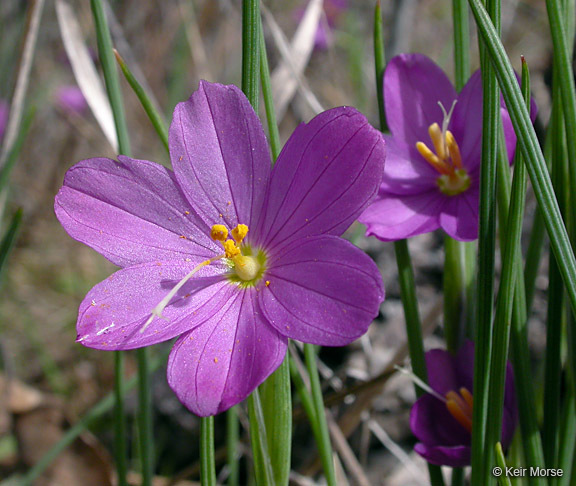 Image of inflated grasswidow