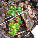 Image of Gymnocalycium mostii (Gürke) Britton & Rose