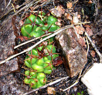 Plancia ëd Gymnocalycium mostii (Gürke) Britton & Rose