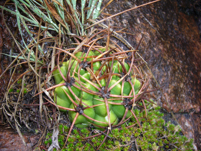 Image of Gymnocalycium mostii (Gürke) Britton & Rose