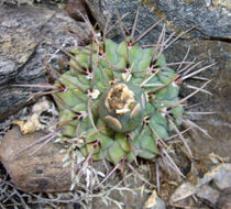 Plancia ëd Gymnocalycium ochoterenae Backeb.