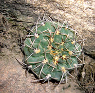 Plancia ëd Gymnocalycium ochoterenae Backeb.