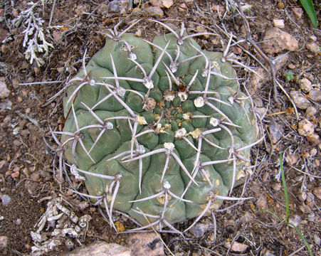 Image of Gymnocalycium ochoterenae Backeb.