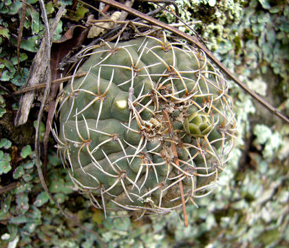 Image of Gymnocalycium ochoterenae Backeb.