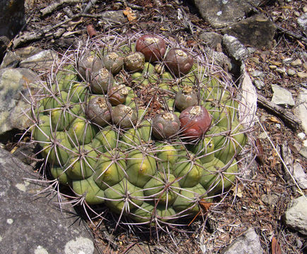 Image of Gymnocalycium saglionis (F. Cels) Britton & Rose