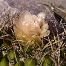 Image of <i>Gymnocalycium saglionis</i> ssp. <i>tilcarense</i>