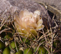 Plancia ëd <i>Gymnocalycium saglionis</i> ssp. <i>tilcarense</i>