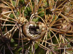 Image of <i>Gymnocalycium saglionis</i> ssp. <i>tilcarense</i>