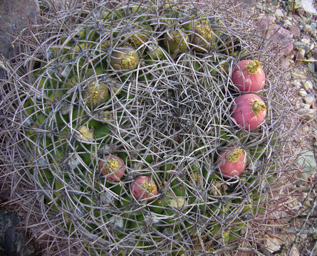 Image of <i>Gymnocalycium saglionis</i> ssp. <i>tilcarense</i>