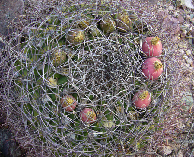 Plancia ëd <i>Gymnocalycium saglionis</i> ssp. <i>tilcarense</i>