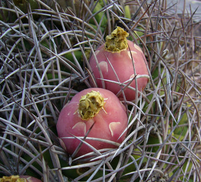 Image of <i>Gymnocalycium saglionis</i> ssp. <i>tilcarense</i>