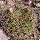 Plancia ëd <i>Gymnocalycium saglionis</i> ssp. <i>tilcarense</i>