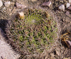 Image of <i>Gymnocalycium saglionis</i> ssp. <i>tilcarense</i>