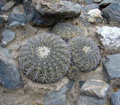 Image of Gymnocalycium spegazzinii Britton & Rose