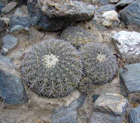 Plancia ëd Gymnocalycium spegazzinii Britton & Rose