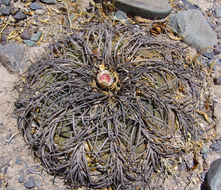 Plancia ëd Gymnocalycium spegazzinii Britton & Rose