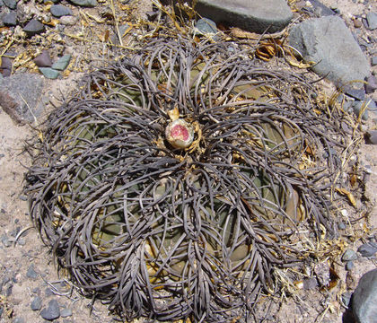 Image of Gymnocalycium spegazzinii Britton & Rose