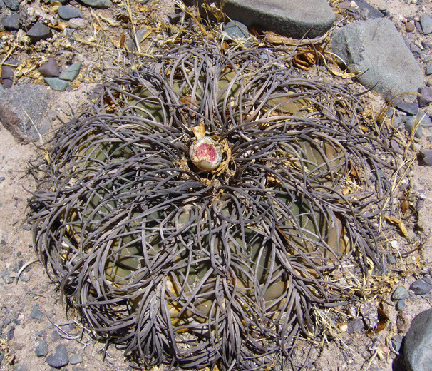 Plancia ëd Gymnocalycium spegazzinii Britton & Rose