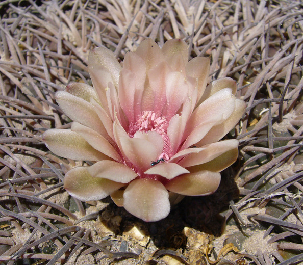 Plancia ëd Gymnocalycium spegazzinii Britton & Rose