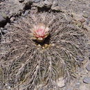 Image of Gymnocalycium spegazzinii Britton & Rose
