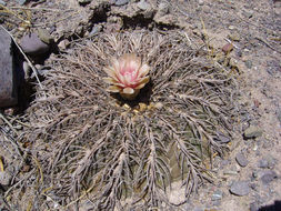 Plancia ëd Gymnocalycium spegazzinii Britton & Rose