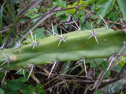 Image de Harrisia pomanensis (F. A. C. Weber ex K. Schum.) Britton & Rose