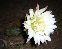 Image de Harrisia pomanensis (F. A. C. Weber ex K. Schum.) Britton & Rose