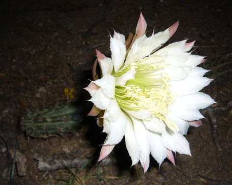 Image de Harrisia pomanensis (F. A. C. Weber ex K. Schum.) Britton & Rose