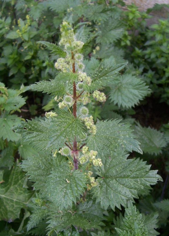 Image of Roman nettle