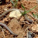 Image of Persia Snake Skink