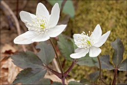 Plancia ëd Anemone trifolia L.