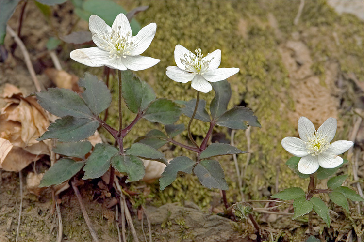 Plancia ëd Anemone trifolia L.