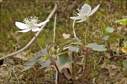 Plancia ëd Anemone trifolia L.