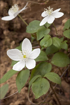 Plancia ëd Anemone trifolia L.