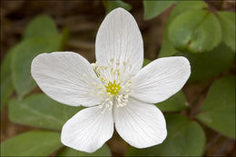 Plancia ëd Anemone trifolia L.