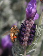 Image of Honey bee