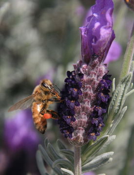 Image of Honey bee