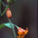 Image of Butte County fritillary