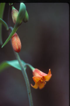 Слика од Fritillaria eastwoodiae R. M. Macfarl.