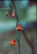 Image of Butte County fritillary