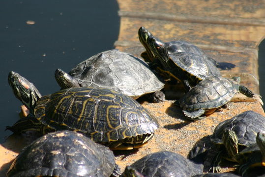 Graptemys pseudogeographica (Gray 1831) resmi