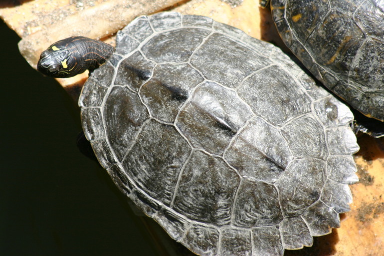 Image of False Map Turtle