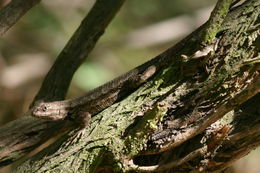 Image of Western Fence Lizard