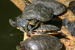 Image of Painted Turtle