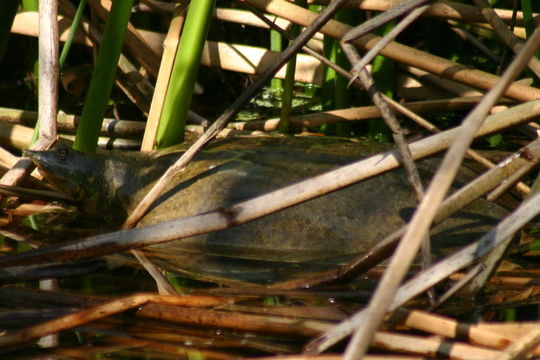 Image of Spiny Softshell