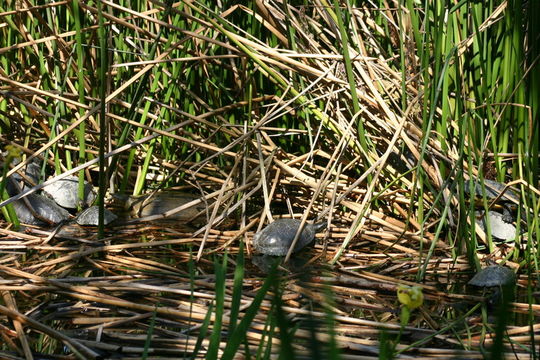 Image of Spiny Softshell