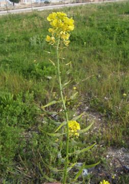 Image of white mustard